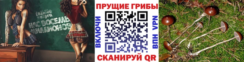 Псилоцибиновые грибы Cubensis  что такое   Абинск 